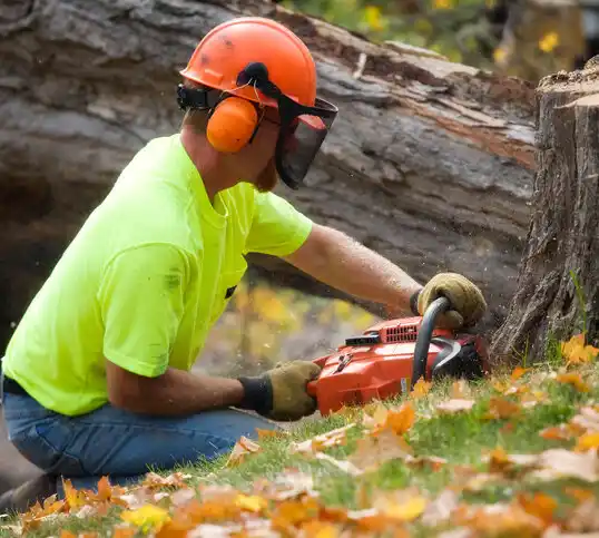 tree services Hebron